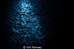 Looking up in Swallows Cave by Kim Ramsay 